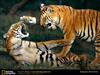 bengal-tiger-cubs-playing.jpg